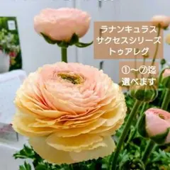 2026年最新】ラナンキュラスサクセスシリーズの人気アイテム - メルカリ