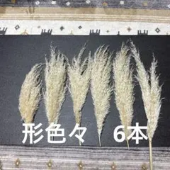パンパスグラス　形色々　5本♡