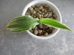 植キチのタケちゃん様 リクエスト 5点 まとめ商品