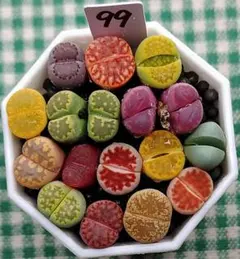 多肉植物リトープス/コノフィツム/メセン　カラフル　セット　土付き　S99