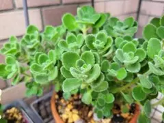 アロマティカス 無農薬挿し木2本2株 ファイバーポット⑤