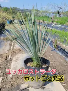 瑠璃ちょろりん様 リクエスト 2点 まとめ商品