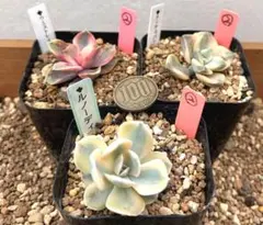 人気品種‼️錦系‼️多肉植物 エケベリア系3種 抜き苗３苗セット２