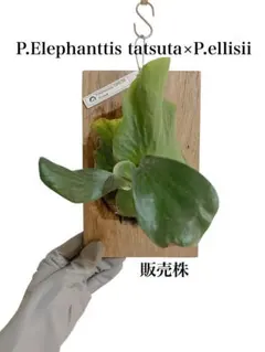 【美株・コルク仕立て】ビカクシダ エレファントティス（タグ付き）1 美株・コルク仕立て】ビカクシダ エレファントティス（タグ付き）2