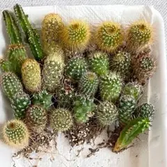 サボテン セット売り 全発根済み お部屋て楽しむ栽培セット