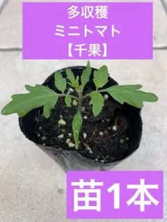固定種ステラ ミニトマトの苗2苗 無農薬 - メルカリ