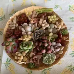 多肉植物カット苗いろいろ種類詰め合わせ 寄せ植えセット②