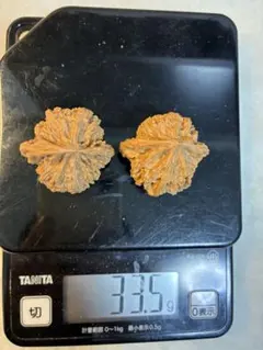 さくらこのクルミプレイ　本店様 リクエスト 5点 まとめ商品