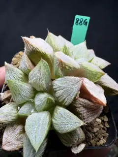 33g 多肉植物 ハオルチア 氷獣実生 自家繁殖 鉢植え発送 - メルカリ
