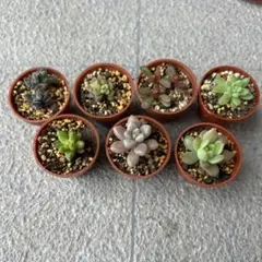 レモータ　トルツオサム　紅稚児　花団錦　ルベンス　姫秋麗　マッコス　13