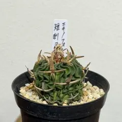 徳之島グラキリス】実生｜丸型良株｜選抜株TOKUNOSHIMA GROWN - メルカリ