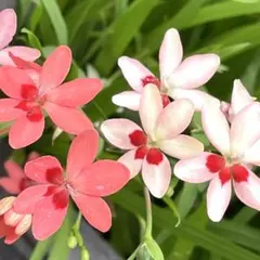 姫檜扇ヒメヒオウギの種2色MIX50粒＋α ＊｜白×赤、濃ピンク×赤のサムネイル