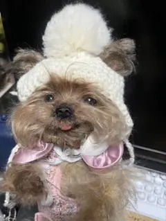 Item thumbnail for item 04c56aca-1242-4305-a072-e2d2db9ddce5