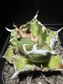 2026年最新】アガベ オアハカ 現地の人気アイテム - メルカリ