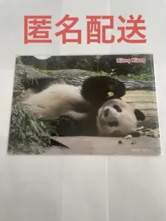 シャンシャン・A5版・クリアファイル・上野松坂屋