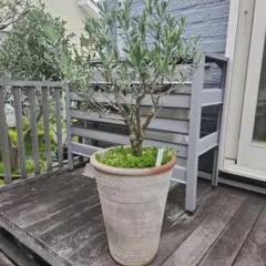 オリーブの木 チプレッシーノ SOUJU 9号鉢植えのサムネイル