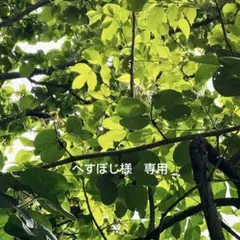 べすぽじ様　専用です