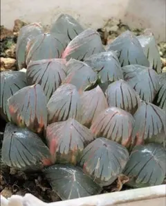 多肉植物　ハオルチア　紫王オブツーサ錦　鮮明錦　極上斑のサムネイル