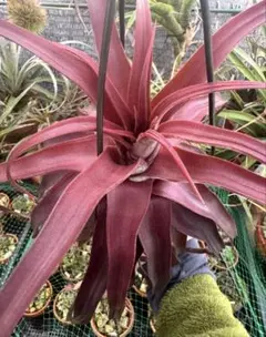 Tillandsia Orange Rainbow 速達発送 Tillandsia Orange Rainbow 速達発送 - メルカリ