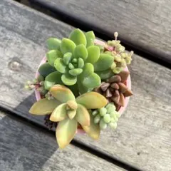 ミニ寄せ植えセット