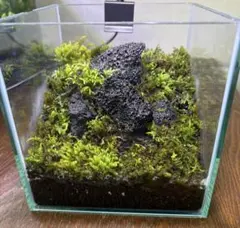 イモリウム レイアウト完成品 - メルカリ