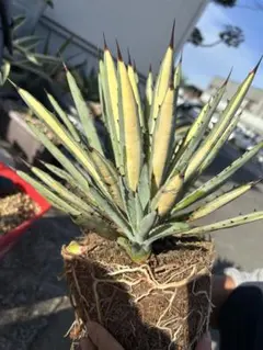 2025年最新】アガベ マクロアカンサ 中斑の人気アイテム - メルカリ