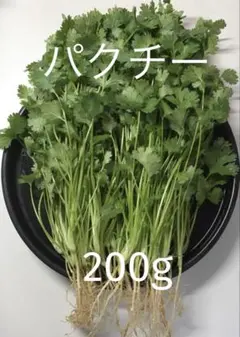 パクチー 香菜 コリアンダー 200gのサムネイル