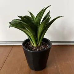 ブ*ー様 貴重種 サンスベリア アンゴラ Sansevieria sp. Ang - メルカリ