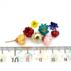 ドライフラワー　レジンやハンドメイドに