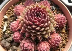 2026年最新】センペルの人気アイテム - メルカリ