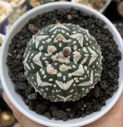 かよぱぁ　スーパー兜 Vアロータイプ　ヒトデタイプ（全幅9.7cm）美株 アストロフィツム スーパー兜 Vタイプ 1 Astrophytum asterias