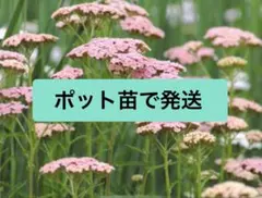 アキレア・サマーパステル　9cmポット苗　送料無料のサムネイル
