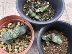 ガステリア子宝錦子苗3鉢分【多肉植物】のサムネイル