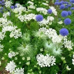 ニゲラグリーンマジック、ギリア、オルレア 花の種 セット秋播き　春蒔き　ポンポン