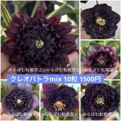 2026年最新】広瀬園芸の人気アイテム - メルカリ