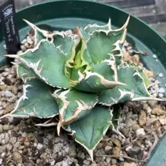 アガベ 観葉植物 鉢植え オテロイ トトロ 痘痘龍 痘痘竜 鉢ごと