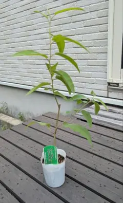 レモンユーカリの苗木 3号ポット