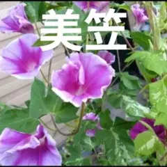 俵屋雷神様 リクエスト 3点 まとめ商品