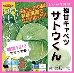 【甘い野菜の種】キャベツ「サトウくん」種１０粒～甘～いキャベツはいかが？