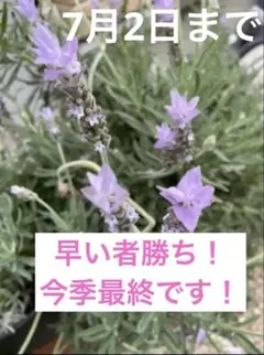 イングリッシュラベンダー挿し穂10本 - メルカリ