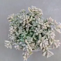 多肉植物　姫秀麗