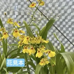 オンシジュームのサムネイル