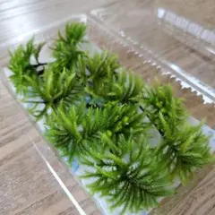 コウヤノマンネングサ10本cのサムネイル