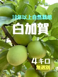 無農薬梅　白加賀4キロ 無選別のサムネイル
