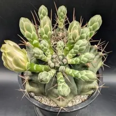 2026年最新】王冠竜の人気アイテム - メルカリ