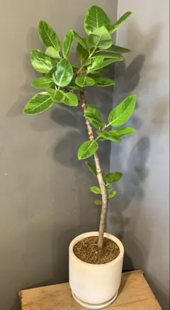 希少 シェフレラ ルナ 絵になる美しさ 曲がり仕立て 観葉植物 大型
