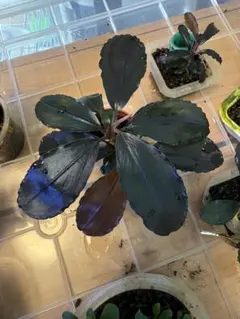 陰性水草 Bucephalandra motleyana Miri産 親株2芽 - メルカリ