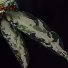 アグラオネマ ピクタム 