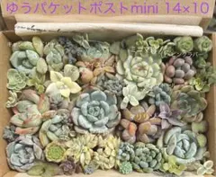 ミニマ錦 女雛錦入り 多肉植物寄せ植えセットA13のサムネイル