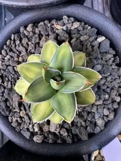 2025年最新】アガベピンキーの人気アイテム - メルカリ